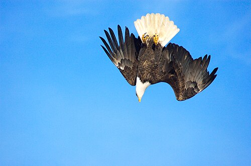 Bald Eagle Alaska (20).jpg