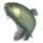 Rainbow trout transparent.png
