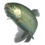 Rainbow trout transparent.png