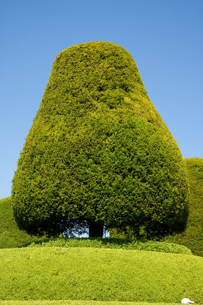 File:Yew tree-3564.jpg