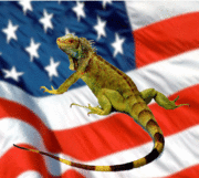 This lizard is similar to Americans in many ways: it's cold-blooded, requiring vast amounts of energy to move about; it voted for Reagan in 1980; and, as you can clearly see, it's very patriotic.