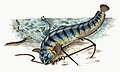 Illustration from The Natural History of British Fishes (1802) by Edward Donovan, digitally enhanced by rawpixel-com 21.jpg