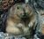 A lemming.jpg