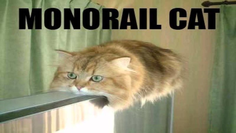 File:Monorail cat.jpg