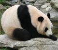 Giant panda at Vienna Zoo (cropped).jpg