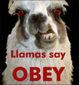 Llamas say obey.jpg
