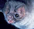 Batclose.png
