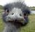 180-Strus.jpg