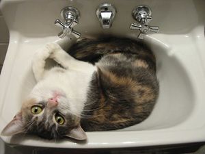 Catsink.jpg