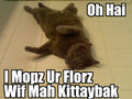 Mop cat.jpg