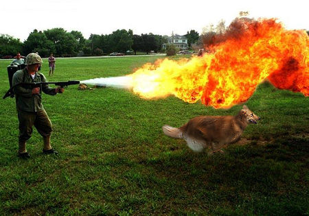 I burning your dog!