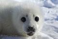Baby seal.jpg