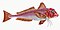 Illustration from The Natural History of British Fishes (1802) by Edward Donovan, digitally enhanced by rawpixel-com 4.jpg