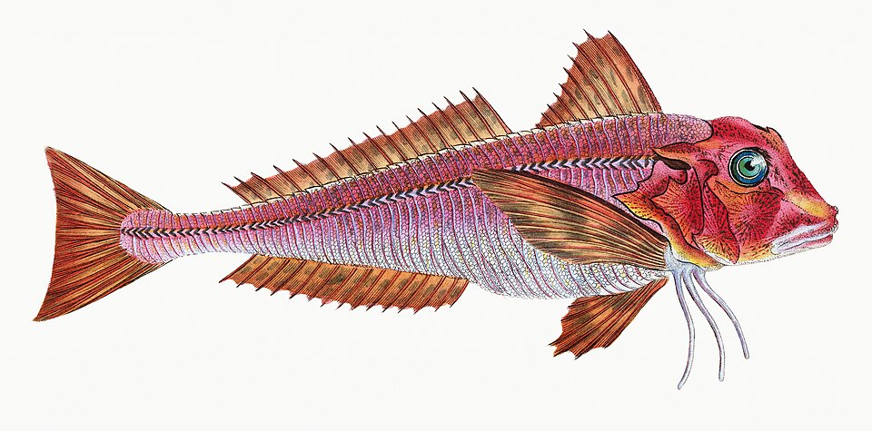 Illustration from The Natural History of British Fishes (1802) by Edward Donovan, digitally enhanced by rawpixel-com 4.jpg