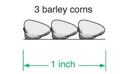 The picture depicts three barleycorn placed end to end lengthwise to make the length of an inch