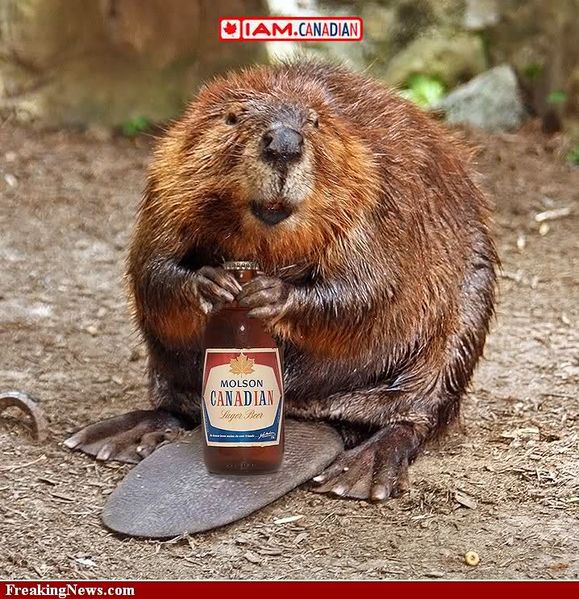 File:Canadian beaver.jpg