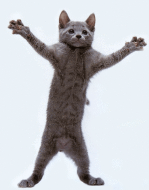 Dance cat.gif