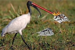 Average ibis.jpg