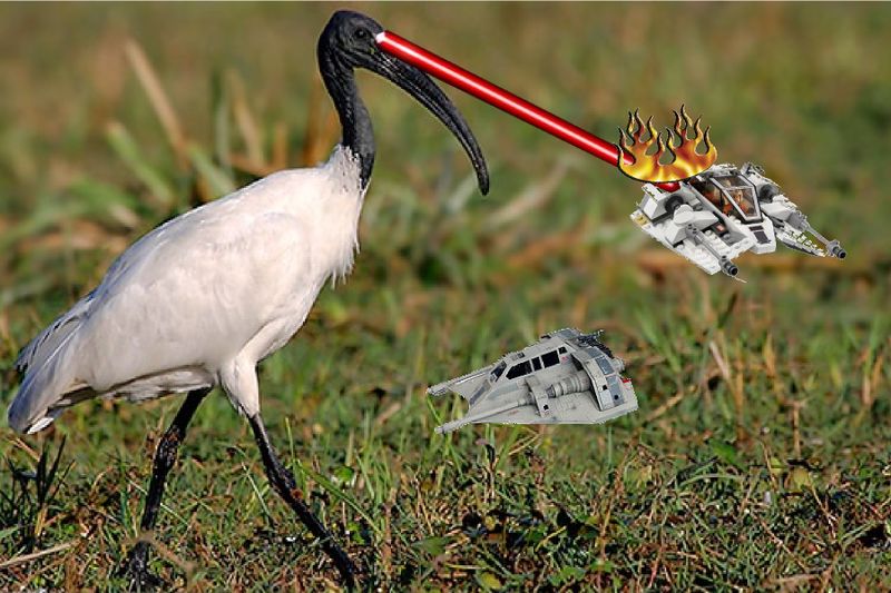 File:Average ibis.jpg