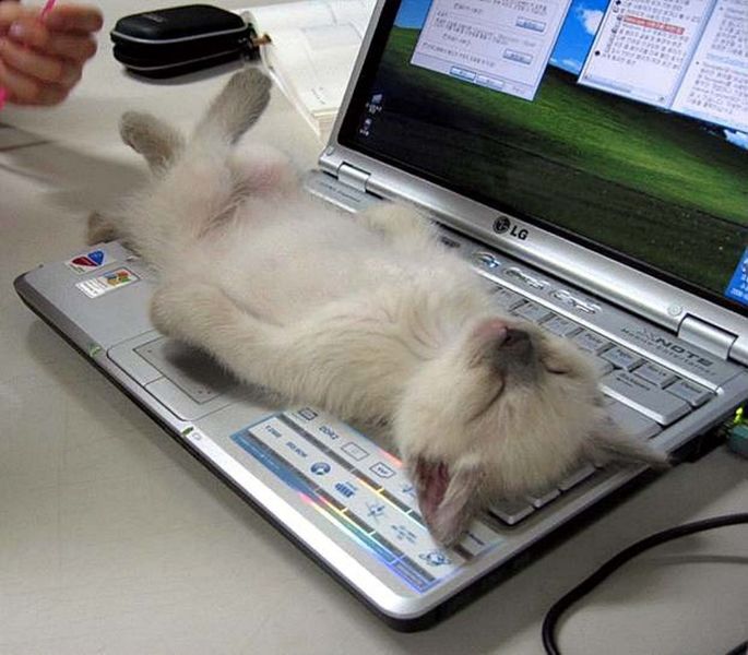 File:Cat rolling on keyboard.jpg