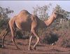 File:Camel.jpeg