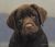 Cute-puppy.jpg