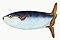 Illustration from The Natural History of British Fishes (1802) by Edward Donovan, digitally enhanced by rawpixel-com 36.jpg