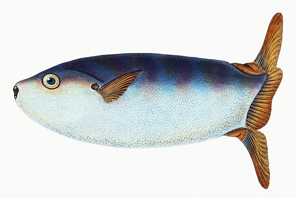 Illustration from The Natural History of British Fishes (1802) by Edward Donovan, digitally enhanced by rawpixel-com 36.jpg