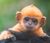 Gingermonkey.jpg