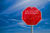 Stop image.jpg