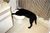 Dogdrinkingfromtoilet.jpg