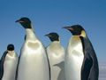 Emperor penguins.jpg