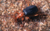 Bombardierbeetle.gif