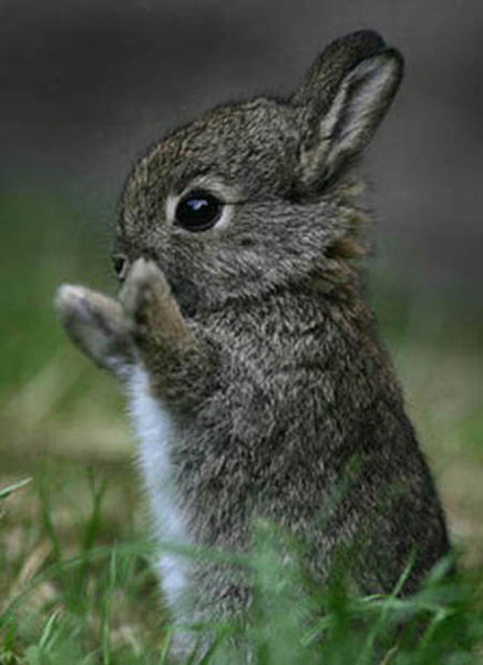 File:Bunny1.jpg