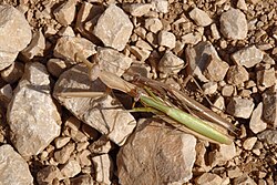Kudlanka nábožná (Mantis religiosa).jpg