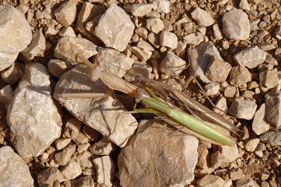 File:Kudlanka nábožná (Mantis religiosa).jpg