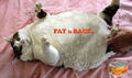 FAT-CAT2.jpg