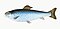 Illustration from The Natural History of British Fishes (1802) by Edward Donovan, digitally enhanced by rawpixel-com 81.jpg