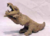 Tyranorir.png