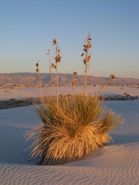 File:White Sands yucca on top of dune at dusk.jpg