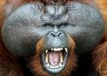 Orangutan Male.jpg