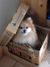 Doginabox.jpg