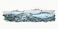 Illustration from The Natural History of British Fishes (1802) by Edward Donovan, digitally enhanced by rawpixel-com 88.jpg