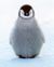 Baby penguin.jpg