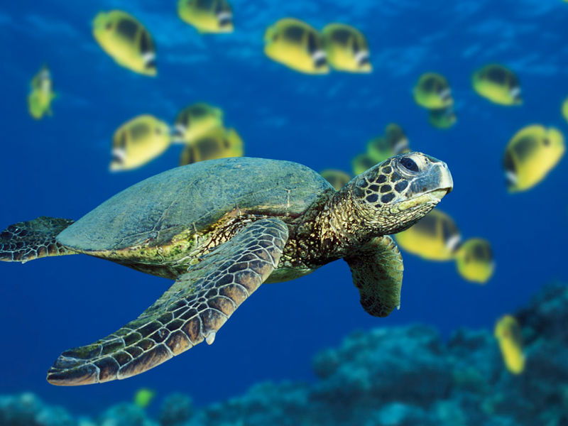 File:Green Sea Turtle.jpg