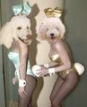 Playboy poodles.jpg
