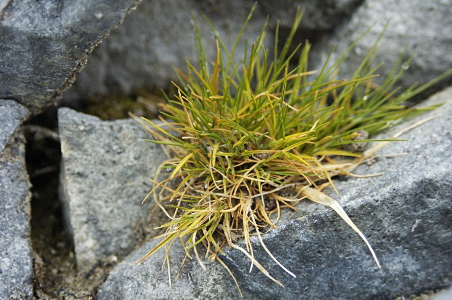 File:Deschampsia antarctica.jpg