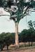 Falcon-in-tree-2b.jpg