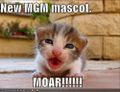 Funny-pictures-mgm-mascot-kitten.jpg