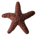 Starfish lgMilk.jpg
